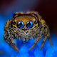 Illustration for article titled Staring at these spiders straight in the eyes is sucking my soul away